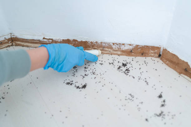 Best Pest Control Near Me in Waller, TX